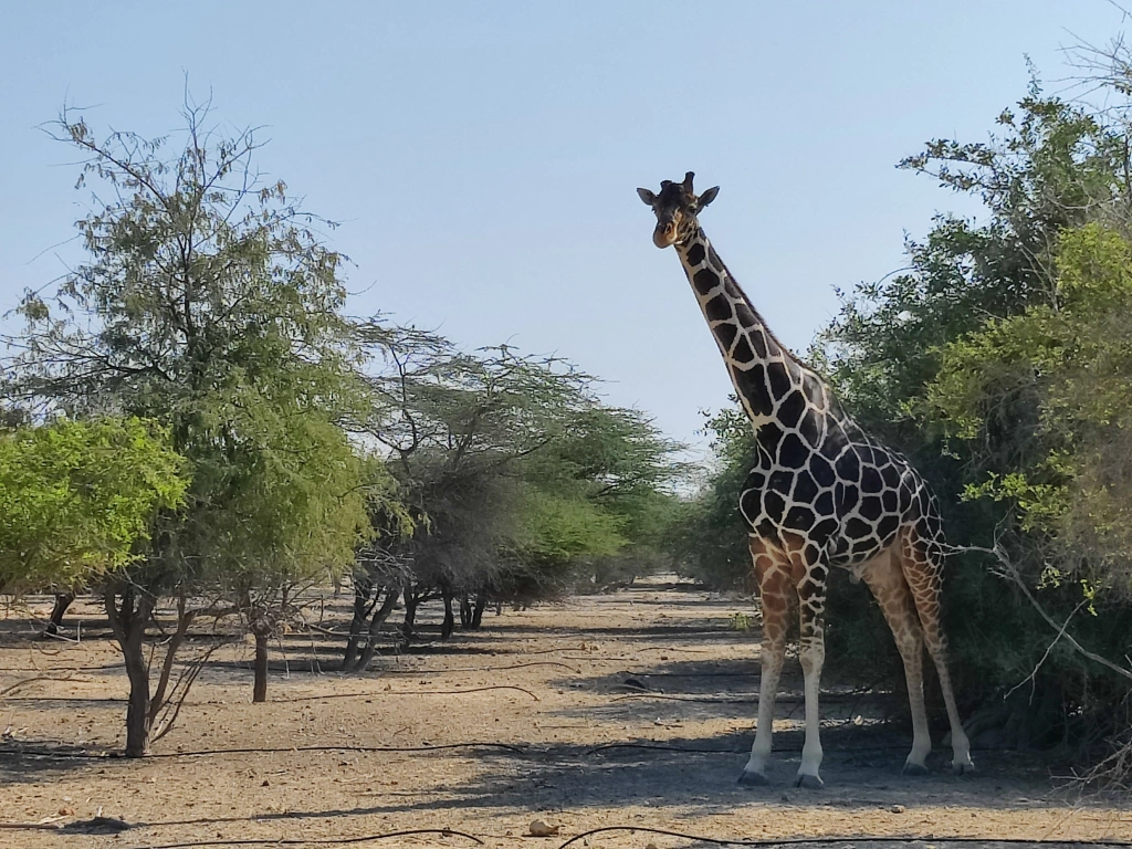 A Weekend Retreat to Sir Bani Yas Island: Nature, History, and Unforgettable Adventures