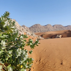 Desert dunes next to Jebel Mleiha and Jebel Faya in Sharjah.